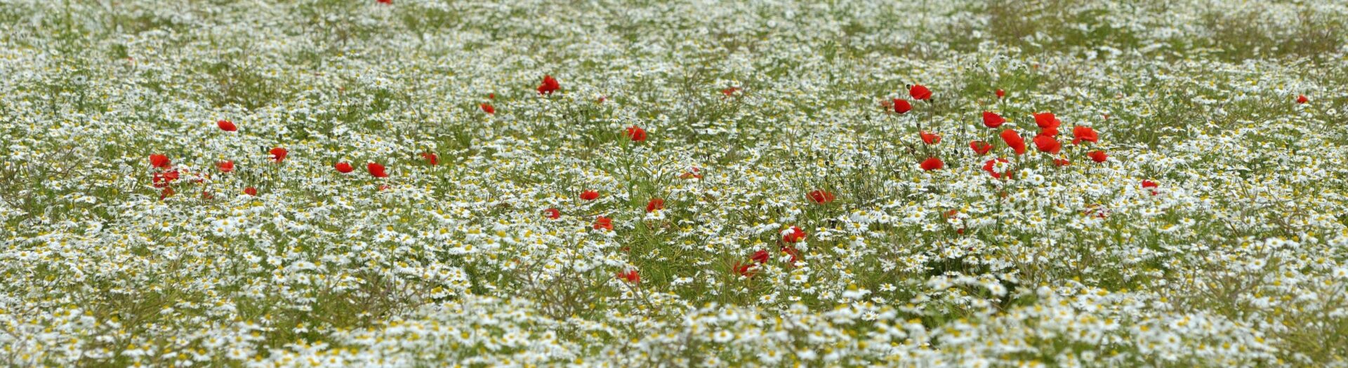 Field with white flowers